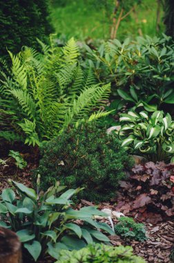 Gölgeli hoşgörü tesisleriyle karışık sınır - eğrelti otları, hostesler ve yaz bahçesinde heucheralar