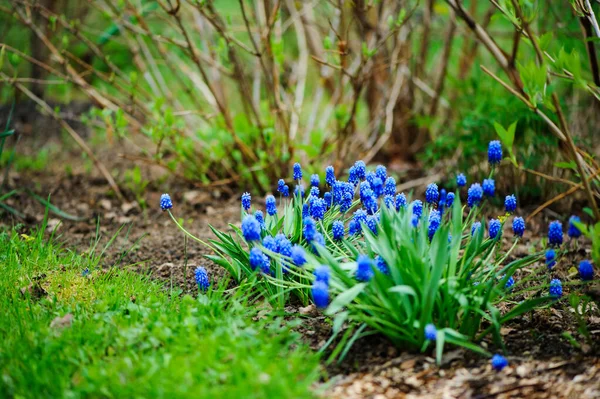Mavi Muscari Üzüm Sümbülü Çiçekleri Ilkbahar Bahçesinde Çiçek Açıyor - Stok İmaj