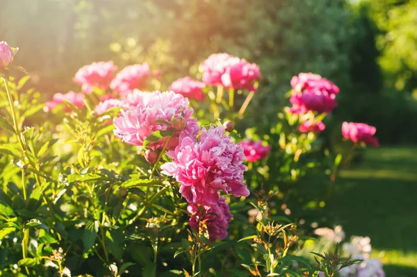 Güzel Pembe Şakayıklar Özel Yaz Bahçesinde Çiçek Açıyor Telifsiz Stok Fotoğraflar
