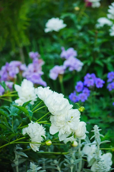 Peonías Blancas Floreciendo Aire Libre Jardín Verano Con Iris Sibirica Fotos De Stock