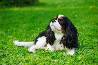 Şirin pofuduk süvari kral Charles Spaniel dışarıda dinleniyor ve sahibine bakıyor.
