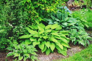 Yaz bahçesinde birlikte ekilen çeşitli hostesler, gölgeli bahçe fikirleri ve peyzaj konsepti