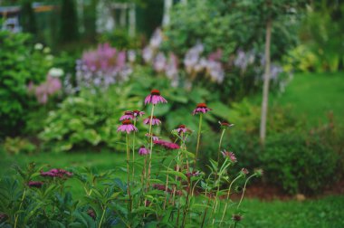 Çiçek açan ekinezya ve diğer çiçeklerle güzel bir yaz akşamı bahçesi manzarası. Özel romantik kır evi bahçesi