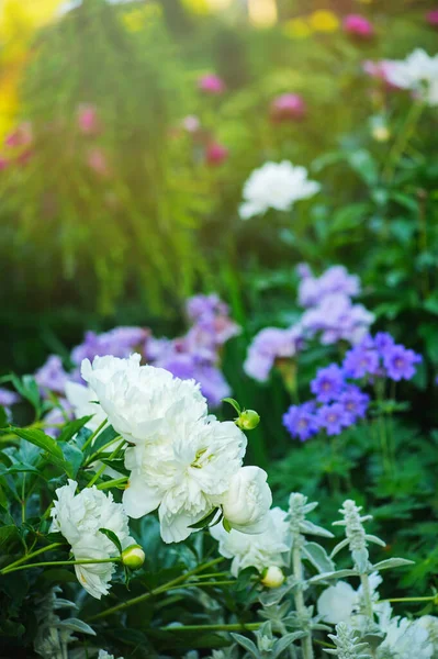 Engelse Cottage Stijl Tuin Pioenen Bloeien Grens Met Kattenkruid Prachtige — Stockfoto