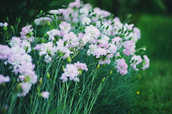 Dianthus Plumarius Œillet Hongrois Fleurissant Dans Jardin Été Fleurs Rose — Photo