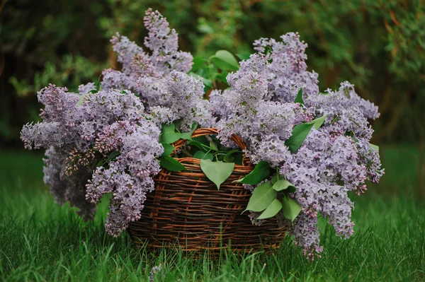Bellissimi lillà nel cestino sul prato verde in giardino primaverile — Foto Stock