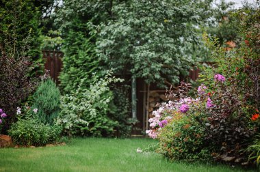 Çiçek açan phlox, yeşil çim, ağaçlar ve çalılar güzel yaz Bahçe Manzaralı