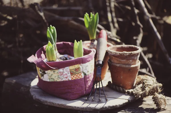 Bulbos de flores de primavera en el bolso hecho a mano edredón con macetas de cerámica en el jardín —  Fotos de Stock