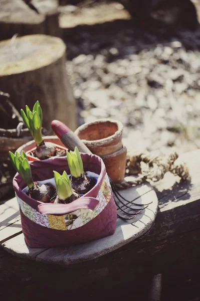 Spring flower bulbs in quilt handmade bag with ceramic pots in the garden — Stock Photo, Image