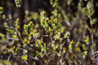 İlk Bahar güneşli bir günde yeşil yaprakları
