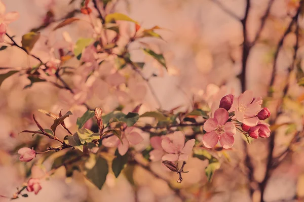 Flor de cerezo en tonos pastel vintage — Foto de Stock