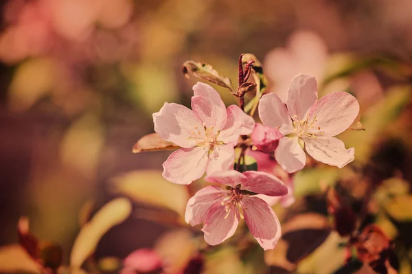 Cherry blossom in vintage pastel tones — Stock Photo, Image