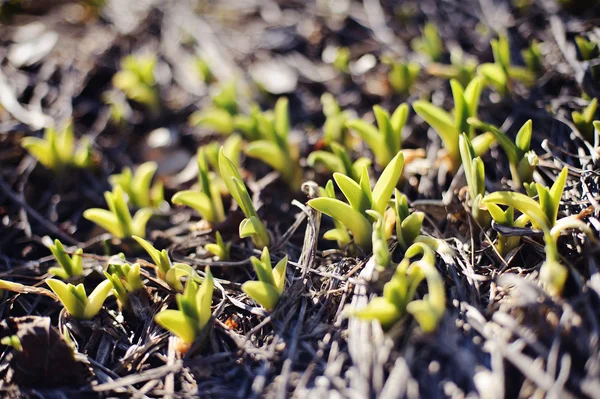 Giglio germogli verdi nel terreno in primavera giornata di sole — Foto Stock