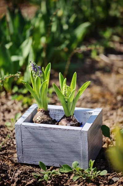 Hyacinth bulbs in wooden box with tulips on garden bed in spring sunny day — Stock Photo, Image