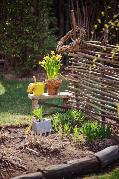 日当たりの良い春の庭のフェンスの osier 柳の近くの椅子に水仙花 — ストック写真