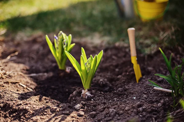Hyacinth bulbs and yellow shovel in ground in spring garden — Stock Photo, Image