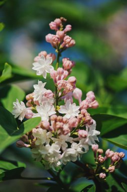 Güneşli bahar bahçe içinde güzel çiçek açan leylaklar