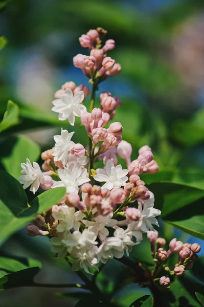 Mooie bloeiende seringen in zonnige lentetuin — Stockfoto