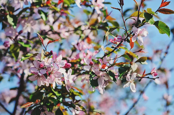 Blooming cherry tree close up in spring garden — Stock Photo, Image