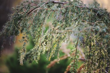 güneş ışığı, bahçedeki çalı