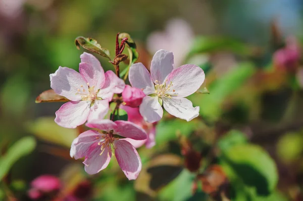Flores de flor de cerezo se cierran en el jardín de primavera — Foto de Stock