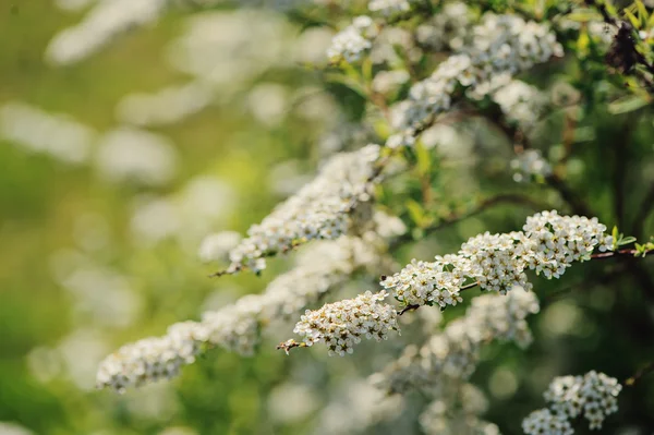 Blühender Spiralstrauch im Sommergarten — Stockfoto