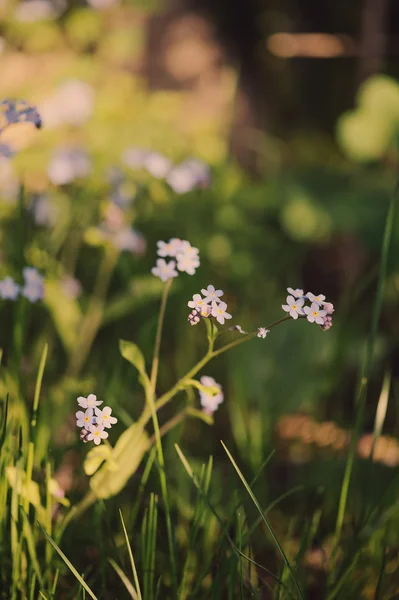 Fleurs sur pelouse verte — Photo