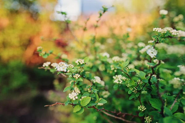 Arbusto floreciente en el jardín de verano — Foto de Stock