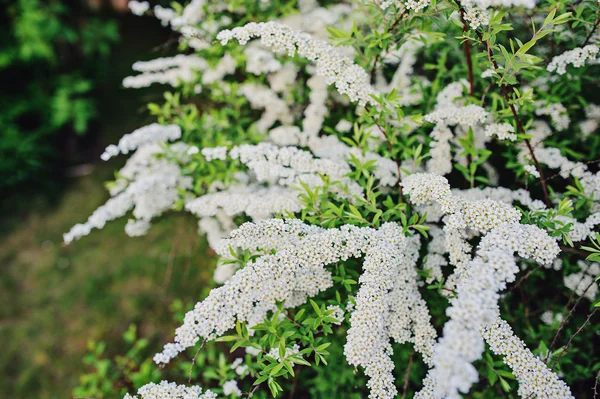 Hermoso arbusto de spirea en flor en el jardín de verano —  Fotos de Stock