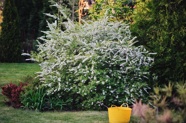 Hermoso arbusto de spirea en flor en el jardín de verano — Foto de Stock