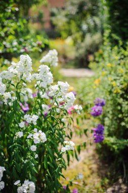 Beyaz çiçek açan phlox çiçekler yaz bahçesinde