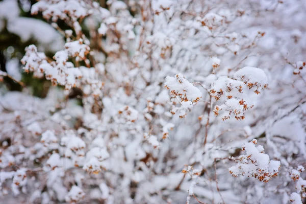 Primo piano del ramo di albero nevoso nel giardino d'inverno — Foto Stock