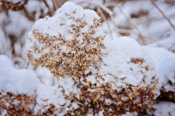 Snowy frozen hydrangeas close up in winter garden — Stock Photo, Image