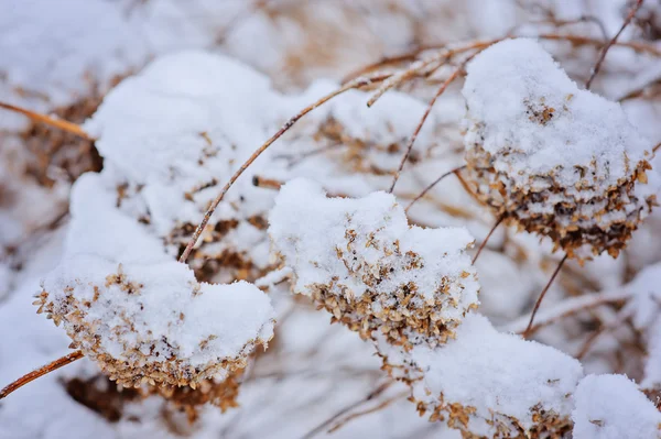 Snowy frozen hydrangeas close up in winter garden — Stock Photo, Image
