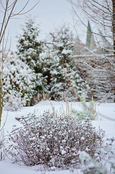 Winter snowy garden view with dried flowers — Stock Photo, Image