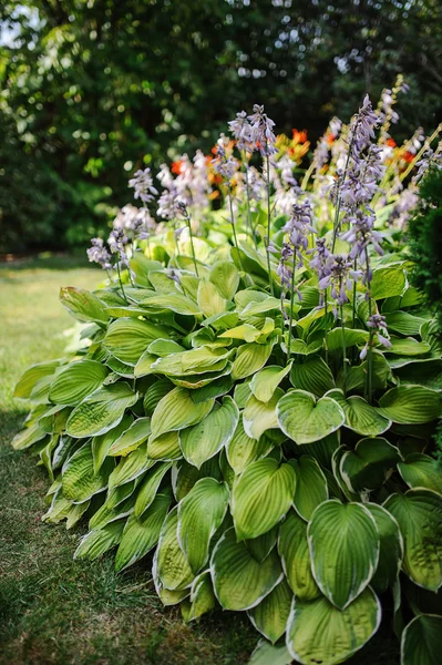 Mooie bloeiende host in zomertuin — Stockfoto