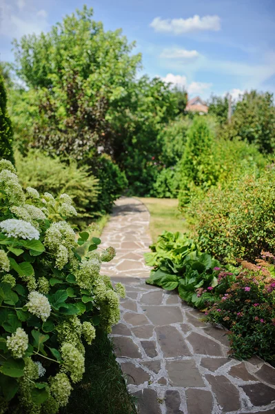 Beautiful summer garden view with hydrangeas and stone pathway — Stock Photo, Image