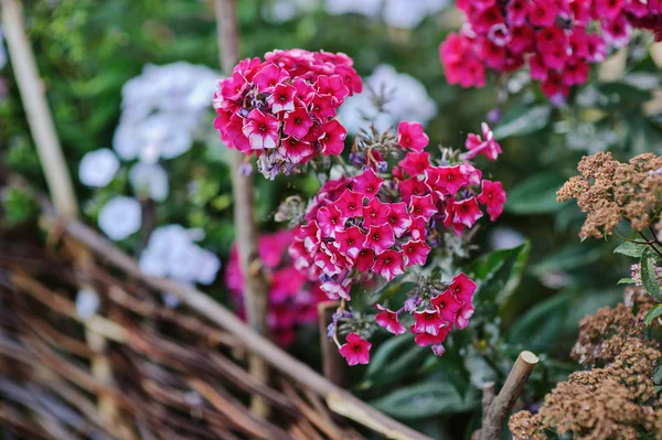 Цветущие цветущие цветки флокса в летнем саду — стоковое фото