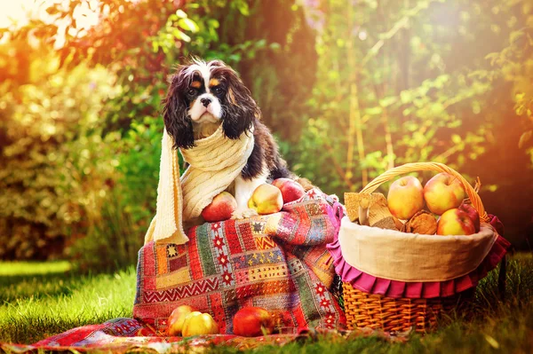 Divertido caballero rey charles spaniel perro sentado en el jardín de otoño en bufanda de punto con manzanas y cesta — Foto de Stock
