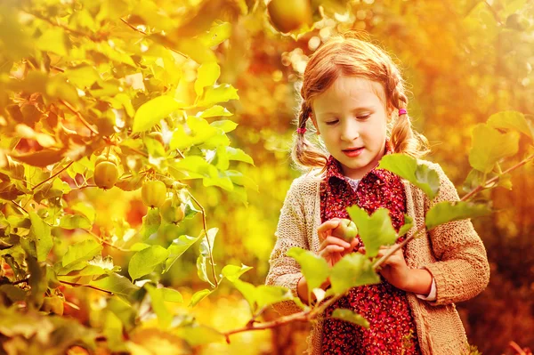 Linda niña feliz recogiendo manzanas del árbol en el soleado jardín de otoño — Foto de Stock