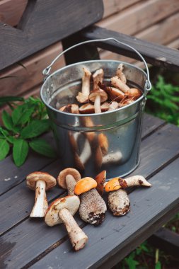 Yenilebilir turuncu kap çörek mantar