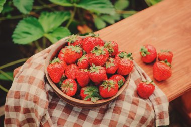 taze ev büyüme çilek