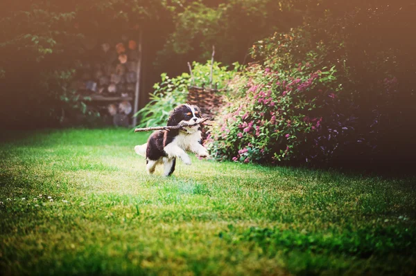 Cavalier King Charles Spaniel σκύλος — Φωτογραφία Αρχείου