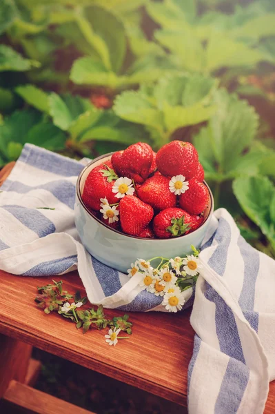 Fraises et camomilles fraîches à la maison — Photo