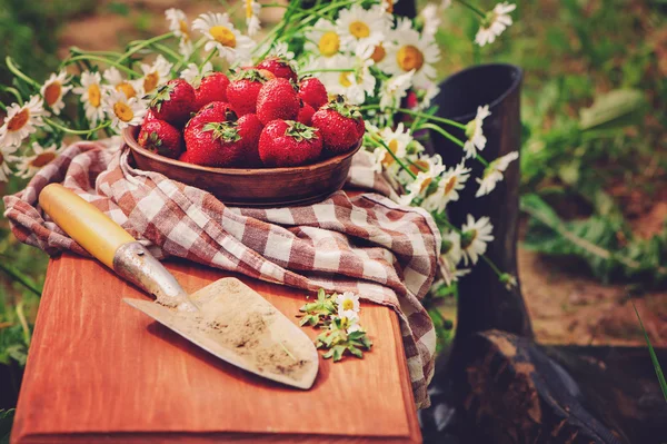 Fresh home growth strawberries — Stock Photo, Image