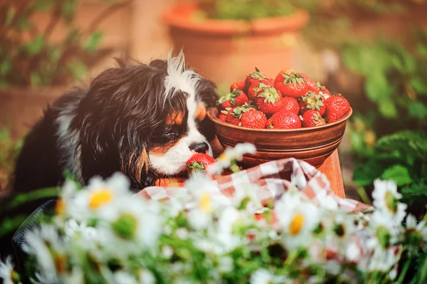 Cavalier king charles spaniel luktar färsk jordgubbe — Stockfoto
