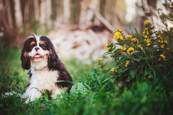 Spaniel cão macho — Fotografia de Stock