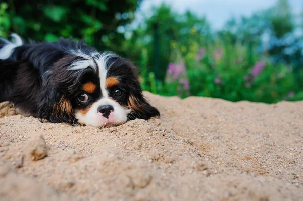 Spaniel cão relaxante — Fotografia de Stock