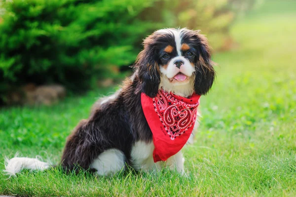 Spaniel perro macho — Foto de Stock