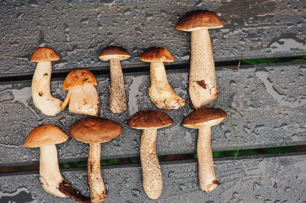 Brown cap boletus mushrooms — Stock Image Brown cap boletus mushrooms Stock Image